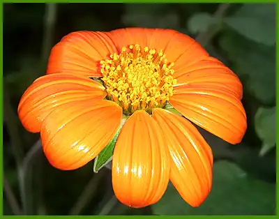 Флора и Фауна