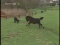 Лошадь играет с собакой