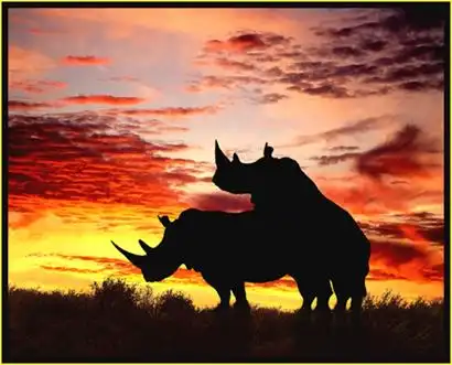 Носороги