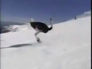 Страус лыжник