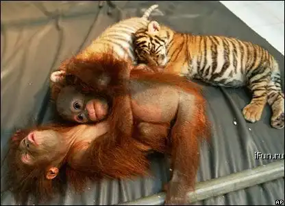Дружба обезьянки и тигрёнка