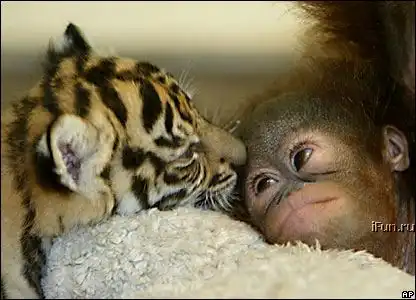 Дружба обезьянки и тигрёнка