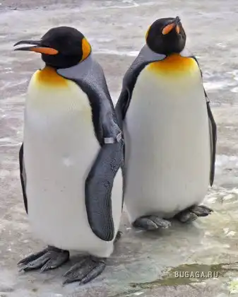 Эти милые создания - пингвины:)