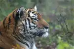 Амурский тигр перестал находиться на грани вымирания