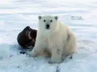 Как спасали из капкана белого медвежонка