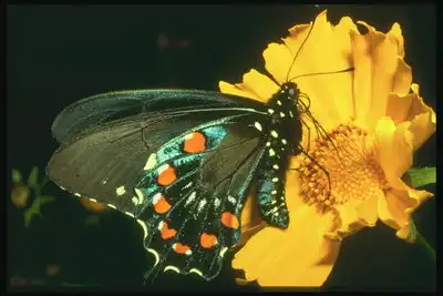Бабочки. Красота природы.