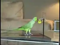 Спортивный попугай