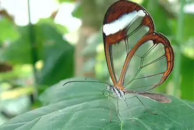 Glasswing - бабочка с прозрачными крыльями