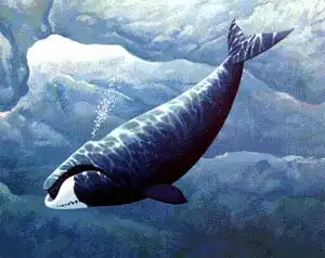 В Москва-реке появилось существо, напоминающее кита