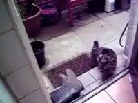 Кошак боится сапог