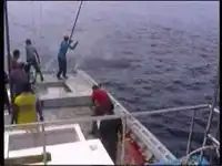 Жесткая рыбалка