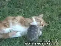 Кошка против черепахи