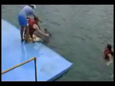 Дельфин сцуко кобель