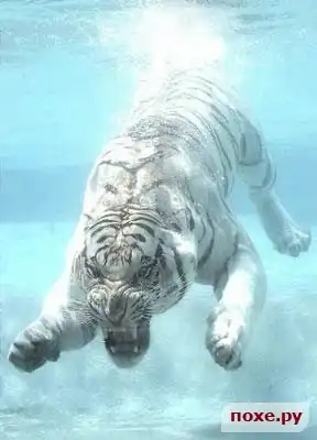 Тигры... водоплавающие