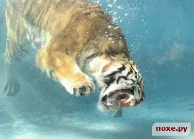 Тигры... водоплавающие