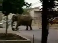 Бешеный слон