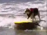 Собака-серфер