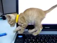 Котенок и ноутбук