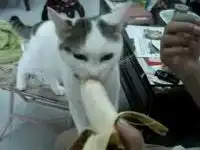 Кот ест банан