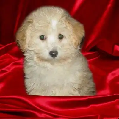 Фотографии щенков Мальтипу