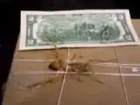 Верблюжий паук в Ираке