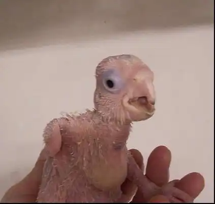 Рождение одного попугайчика