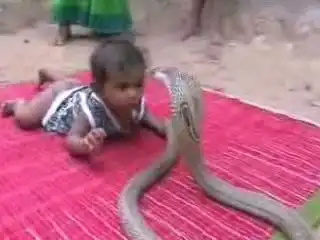 Ребенок играет с коброй