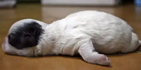 Фифи - Ши Тцу