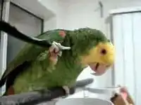 Веселый попугай