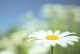 Ромашки и не только.