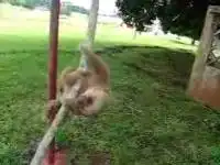 Маленький ленивец