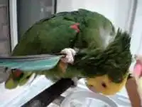 Попугай чешется с помощью пера