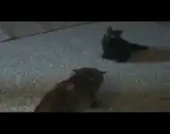 Кошка боится игрушку. Часть 2