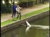 Стеб - огромная рыба