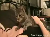 Кот защищает грудь