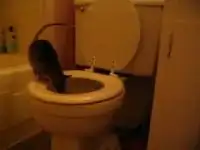 Крысу научили ходить в унитаз