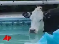 Корова в бассейне