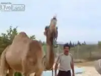 Верблюд пьет колу