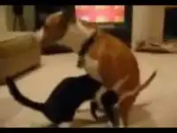 Снова собака насилует кошку