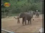 Дресированый слон