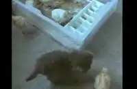 Котенок и цыплята