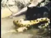 Змея против ягуара
