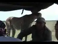 Кошечка на машине