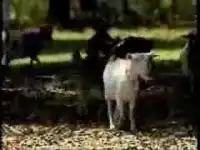 Как пугаются козы