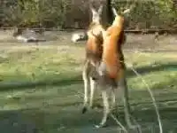 Снова бой двух кенгуру