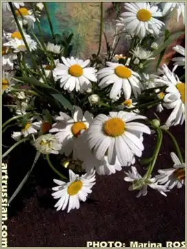 Ромашки