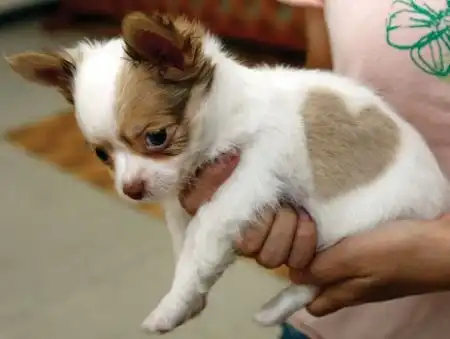 А в Японии родился щенок чихуа-хуа с сердечком на боку