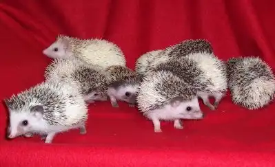 Колючий позитив