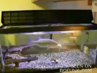 Интересно, а окуни едят мышей?