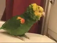 Попугай-певец